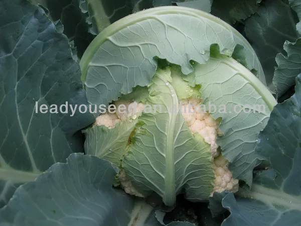 CF11 XJ no.1 60 days early maturity f1 hybrid cauliflower seeds, tolerate to high temperature, cauliflower seeds, hybrid cauliflower seeds, white cauliflower seed.jpg