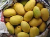 Chaunsa Mango exporters and suppliers from Pakistan
