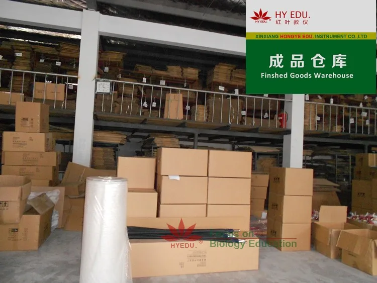 For medical school use enlarged heart teaching anatomical model