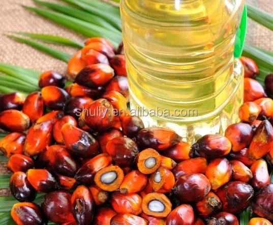 200 Gambar Buah Kelapa Sawit HD Paling Keren 200 Gambar Buah Kelapa Sawit HD Paling Keren