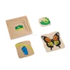 Development of Butterfly