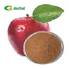apple stem cell extract 98% green apple extract phlorizin