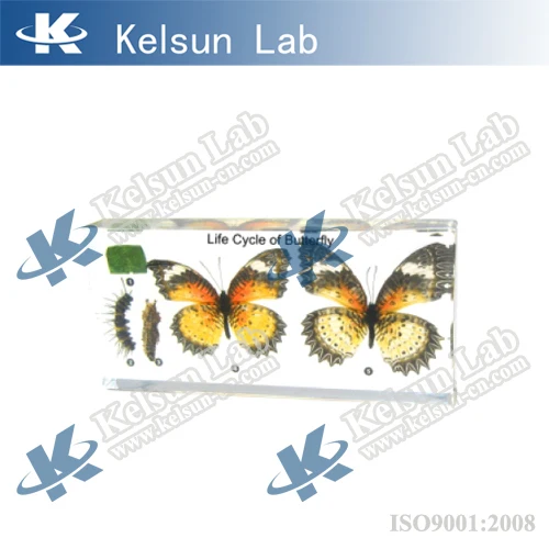 5020630 Embedding Spesimen Siklus Hidup Kupu Kupu Buy Spesimen Biologis Spesimen Pendidikan Spesimen Dari Butterfly Product On Alibabacom