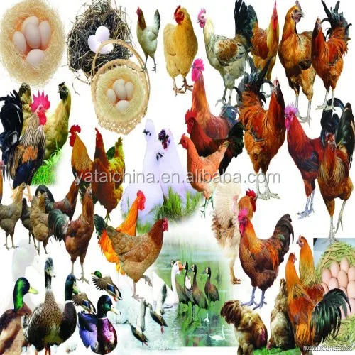 Ucuz Fiyat Tavuk Yemi Cin De Yapilan Buy Broiler Tavuk Yem Yuksek Kalite Toptan Tavuk Besleme Broiler Yem Kanatli Hayvan Yemi Icin En Iyi Fiyat Product On Alibaba Com Ucuz Fiyat Tavuk Yemi Cin De Yapilan Buy Broiler Tavuk Yem Yuksek Kalite Toptan Tavuk Besleme Broiler Yem Kanatli Hayvan Yemi Icin En Iyi Fiyat Product On Alibaba Com