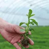 stevia dry leaf extract stevioside sweetener rebaudioside a / b / c / d powder extraction technology processProcess flow