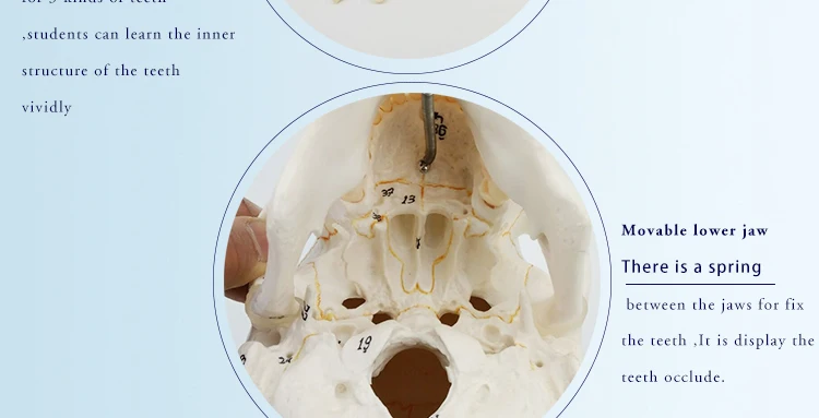 9 anatomical skull model.jpg