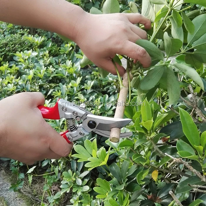 garden scissors (2).jpg