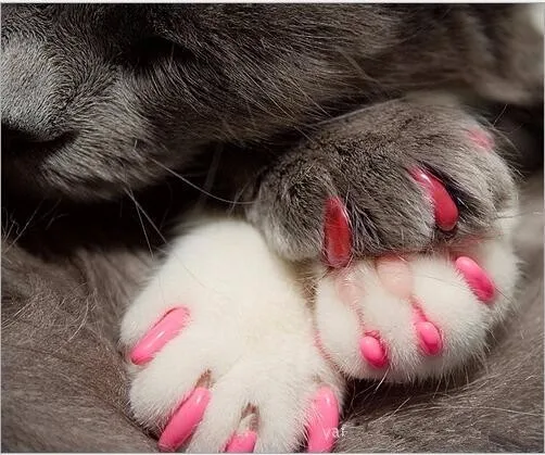 ペットクローコントロール足のための個のソフトキャットネイルキャップ Buy 猫の爪のキャップ 犬ネイルキャップ ペットネイル Product On Alibaba Com
