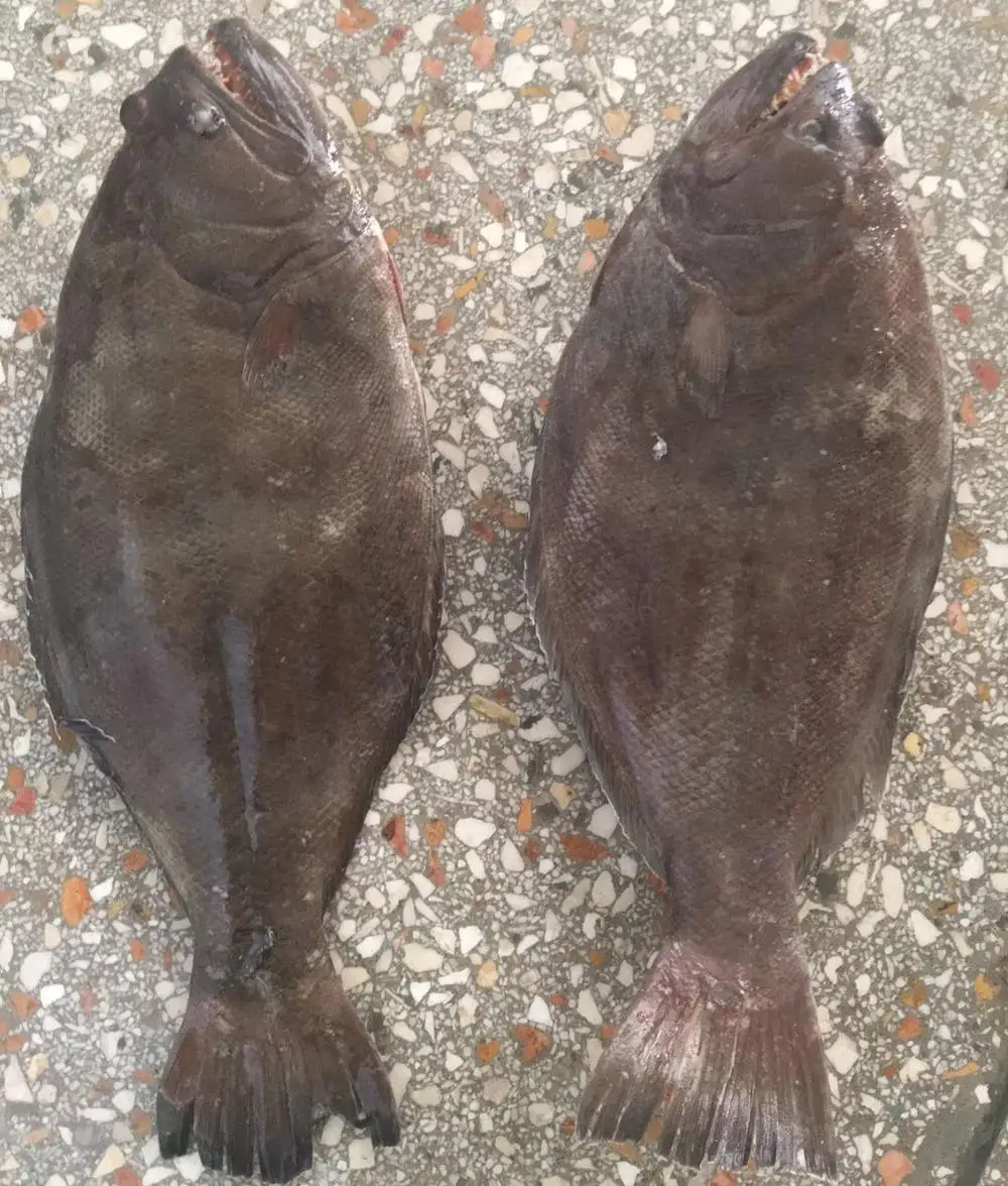 Frozen-Indian-Halibut-WR-1