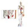 life size human anatomical model for medical education, plastic skeleton, human anatomy skeleton model
