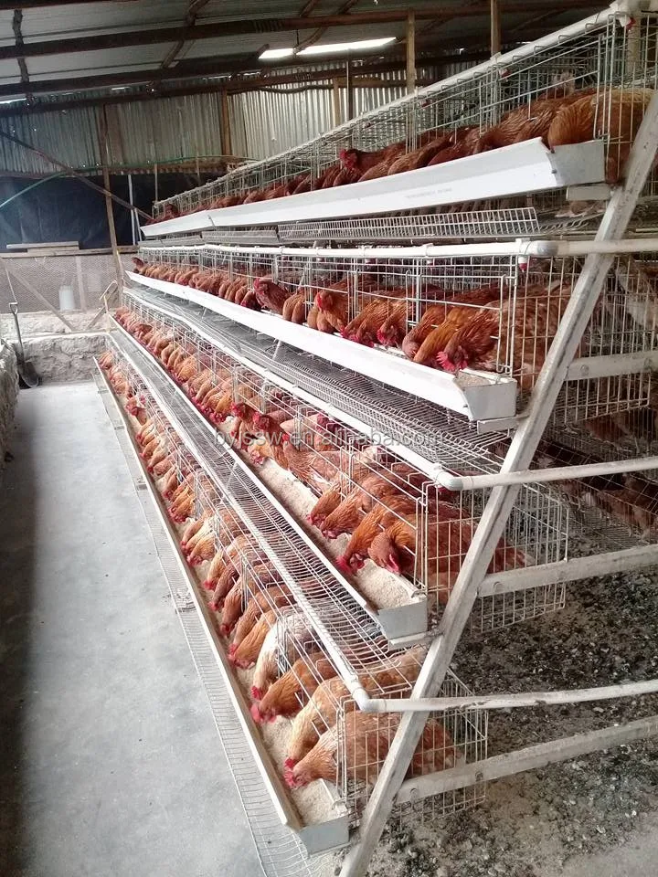 3 Tiers 120 Birds Chicken Egg Poultry Farming Equipment Animal 