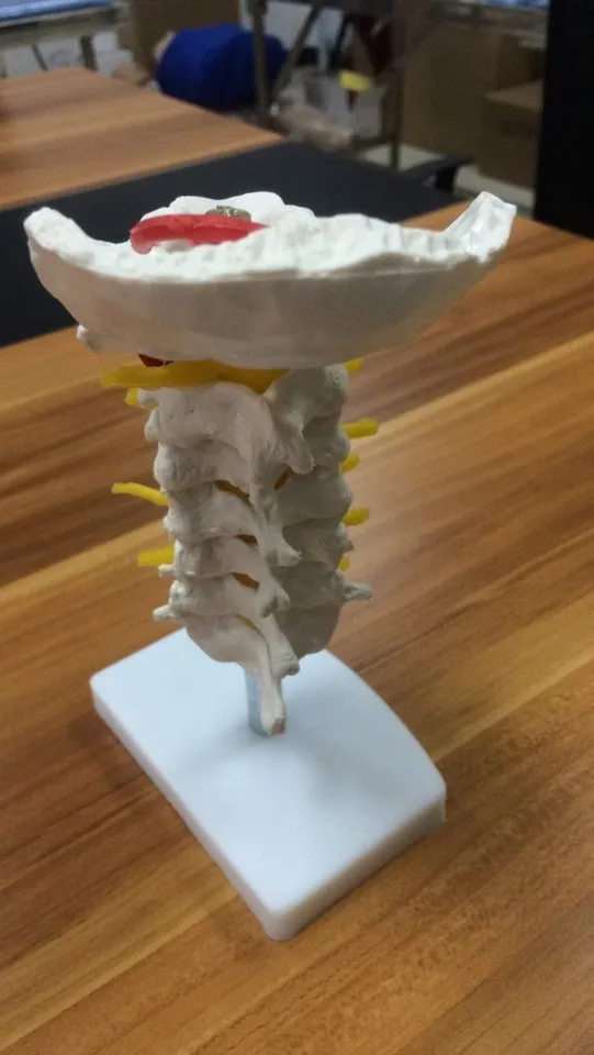 医学教学 bix-a1021 真人人体解剖学骨架颈椎模型