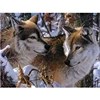 5d Diamond Painting Full Square Round Animal Forest Wolf Embroidery Picture Rhinestone Diamond Mosaic Home Decor