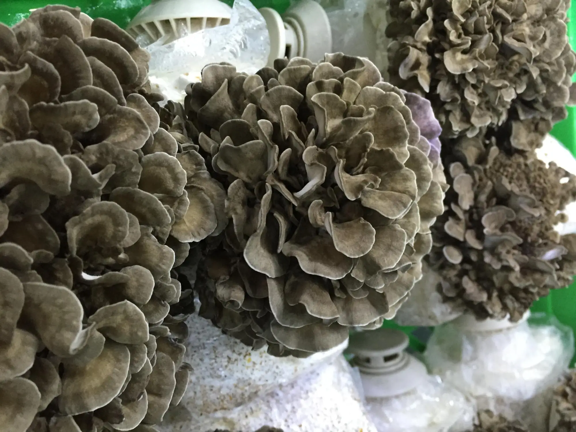 detan maitake/可食用蘑菇的名称 - buy 食用菌名称,食用菌名称,食用