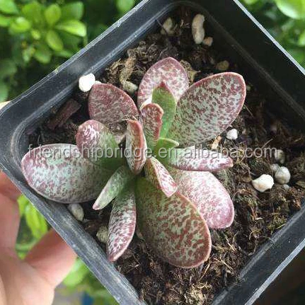 Adromischus Marianiae 4.jpg