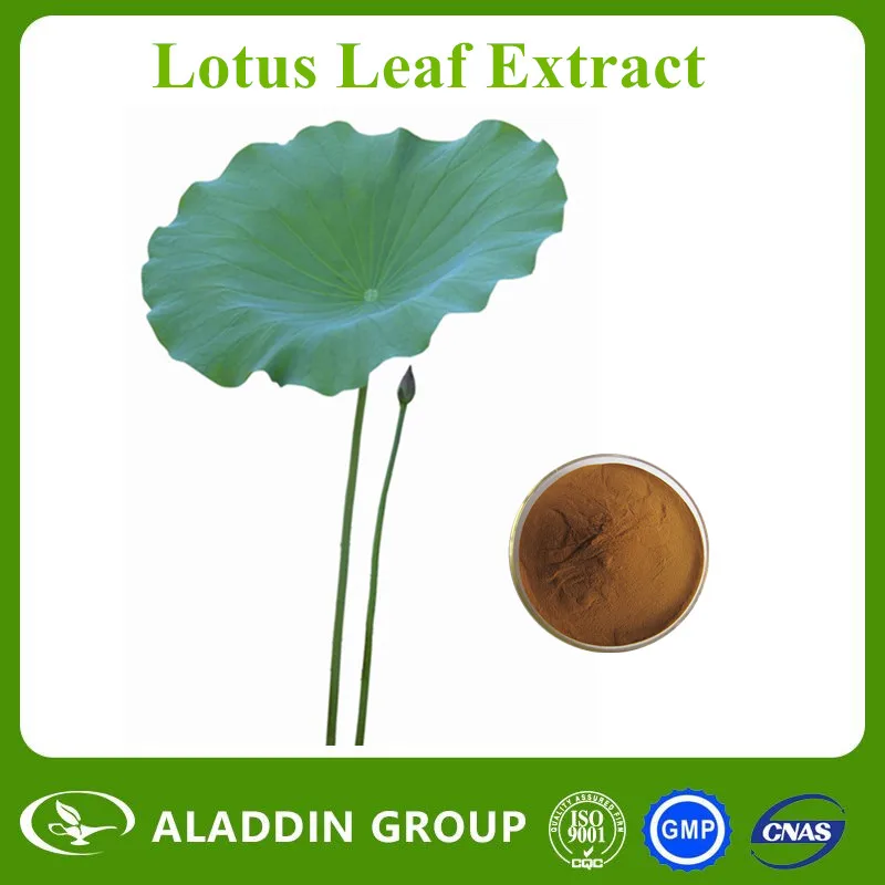 Lotus leaf powder weight loss