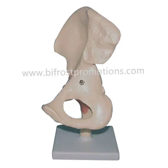 BP72017 Hip Joint with Ligament Model-2-w.jpg
