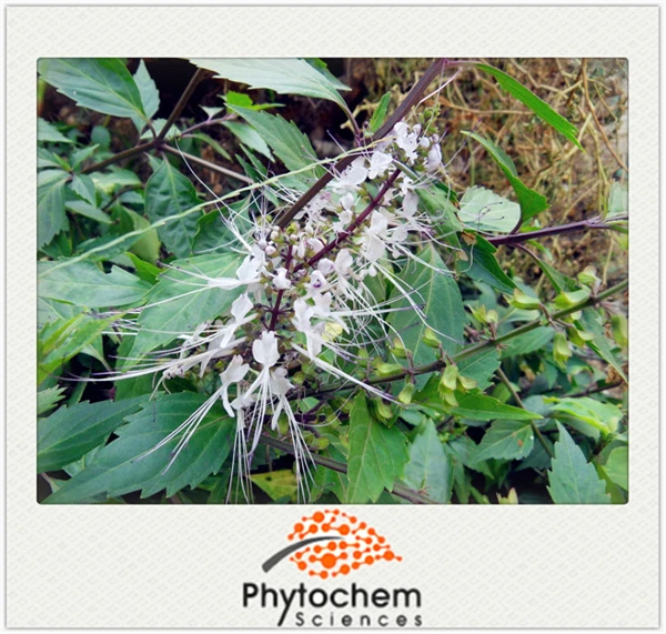 Orthosiphon Extract/java Tea Extract Powder 0.2 Sinensetin Buy