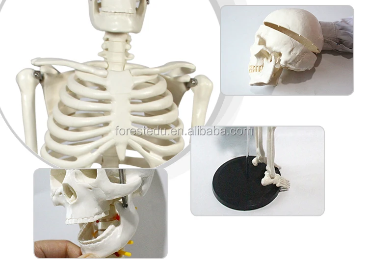 7 Anatomy skeleton.jpg