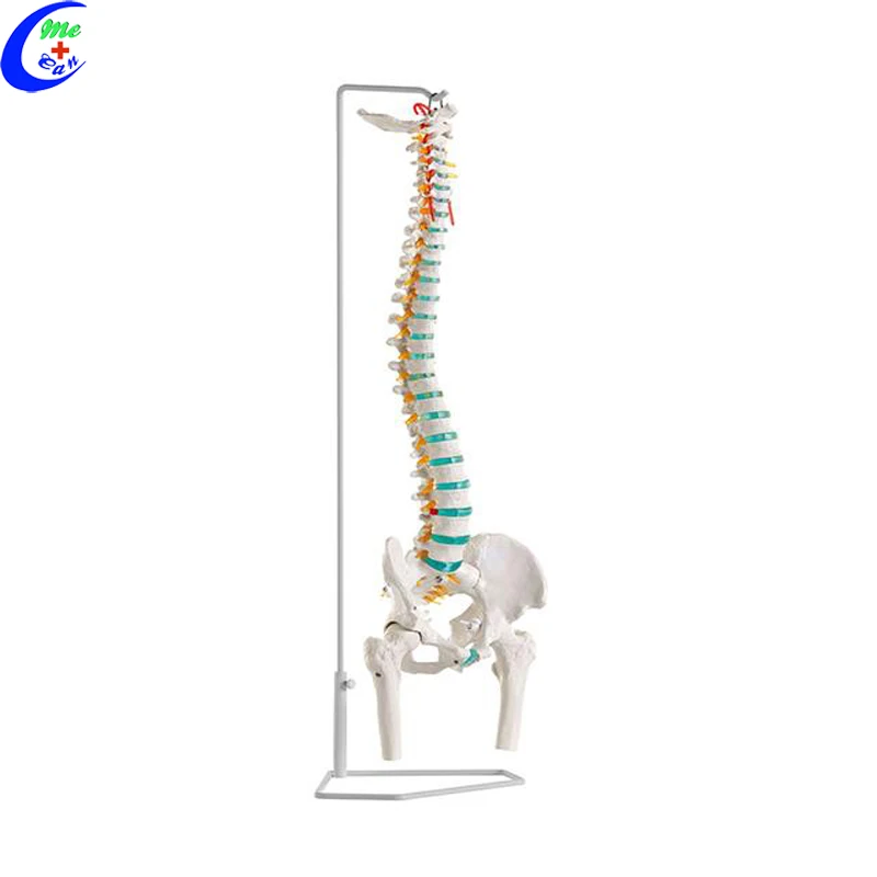 anatomical spine model .jpg