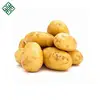Bangladeshi Agriculture Fresh Potato supplier for french fries