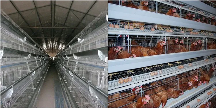 chicken cage 9.jpg