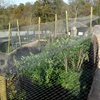 Nets for bird control in grain stores/silage pits and bale yards/aviary enclosures and garden and fish pond nets