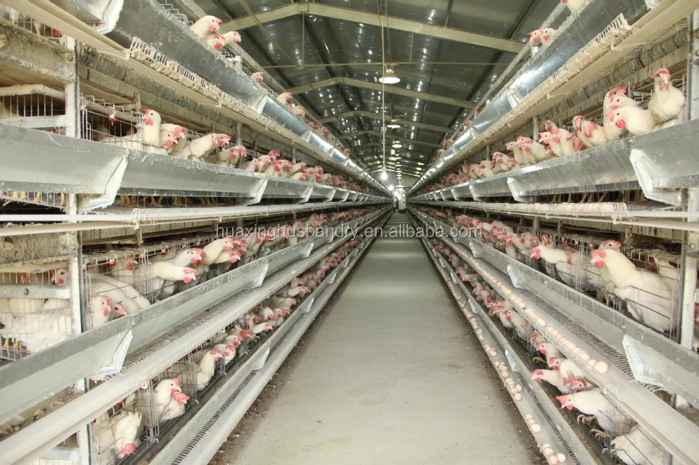 Cost Of Building A Commercial Layer Chicken House For 20000