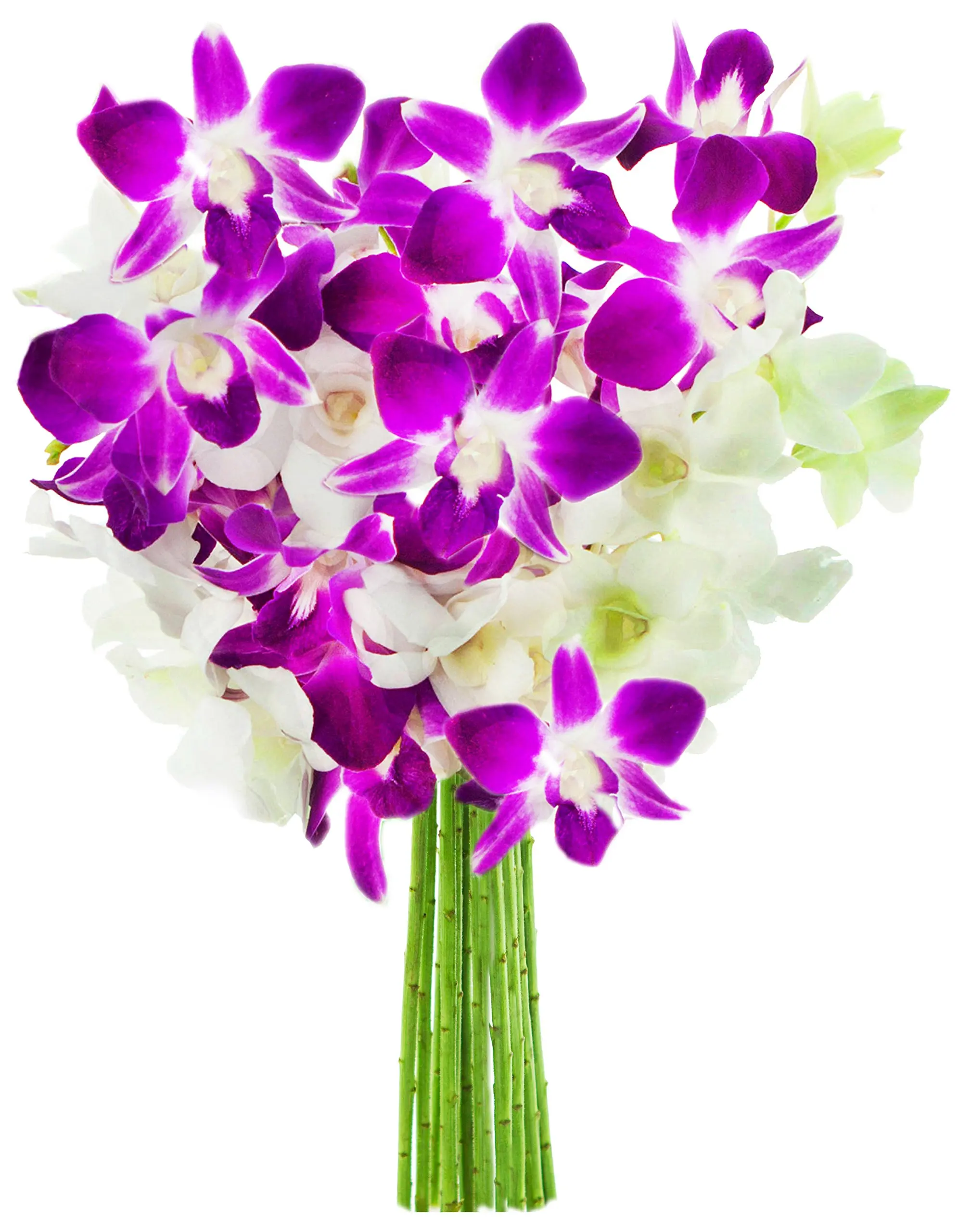 Buy Exotic Opal Orchid Bouquet Of 5 White Dendrobium Orchids Amp 5 Purple Dendrobium Orchids From Thailand In Cheap Price On M Alibaba Com
