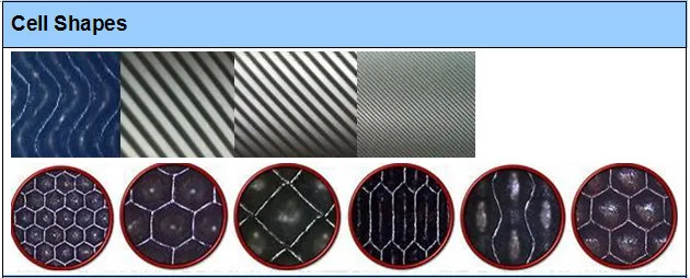 cell shape.jpg