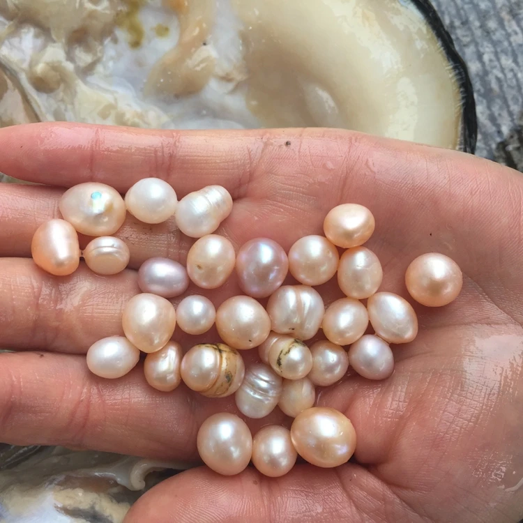 Wholesale Natural Freshwater Pearl Oysters With Much Pearl Oyster - Buy