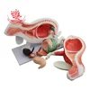 Animal Anatomical Model, Dog Cat Horse Cow Rabbit Animal skeleton Anatomy Model