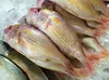 frozen and fresh snapper of all type seafood fish Big/ Small