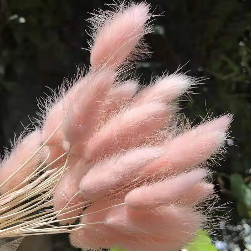 Factory Supply Cheap Dried Lagurus Ovatus Dried Rabbit Tail Grass For