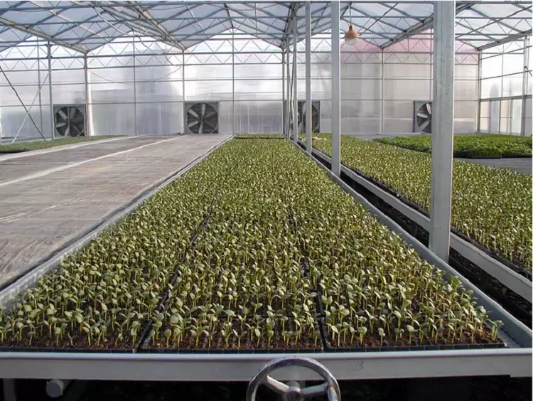 Skyplant Greenhouse Benches - Efficient Grow Tray System