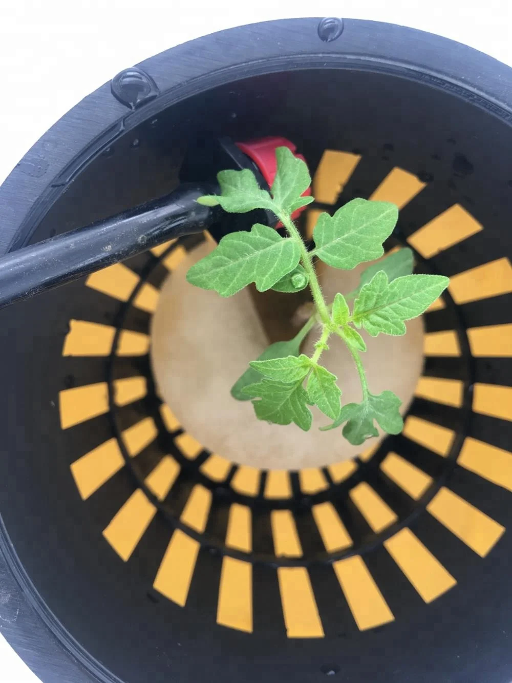 Complete Hydroponic Dutch Bucket System For Growing Vegetable In