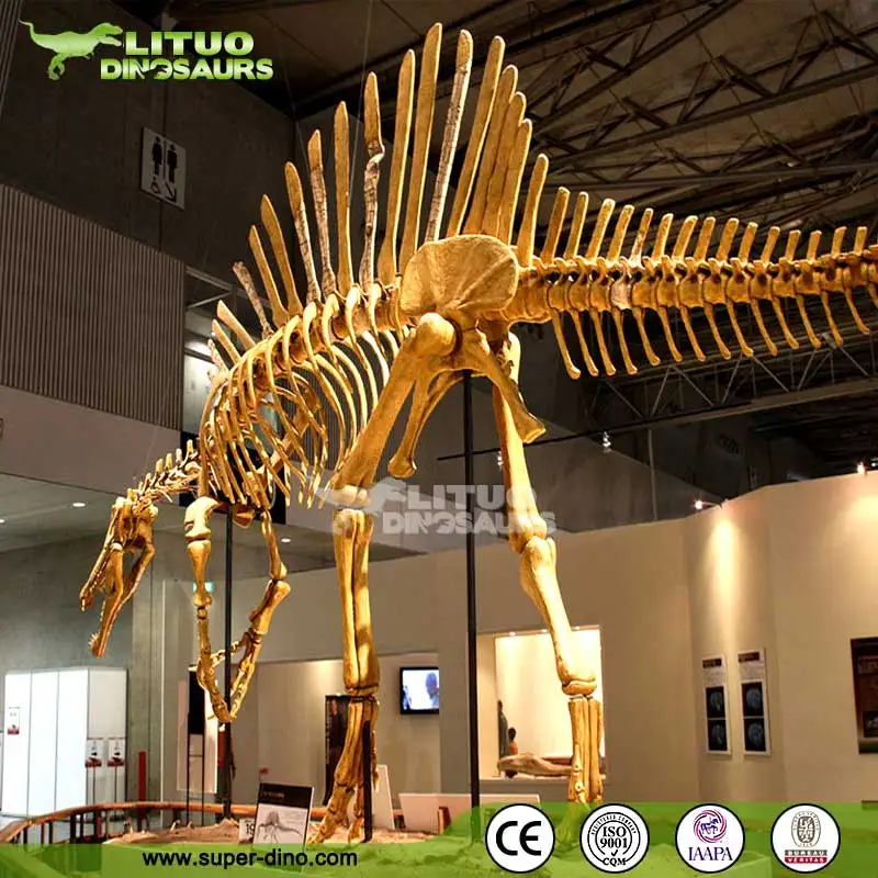 spinosaurus real skeleton