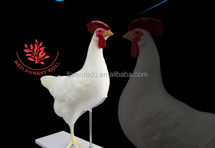 Chicken-Model_04.jpg