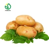 Organic Fresh Sweet Potato Importer & Exporter in China