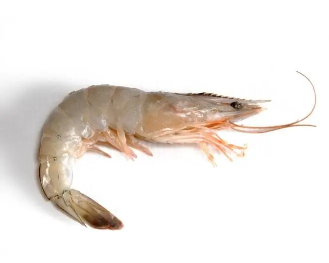 Whiteleg shrimp - Alchetron, The Free Social Encyclopedia