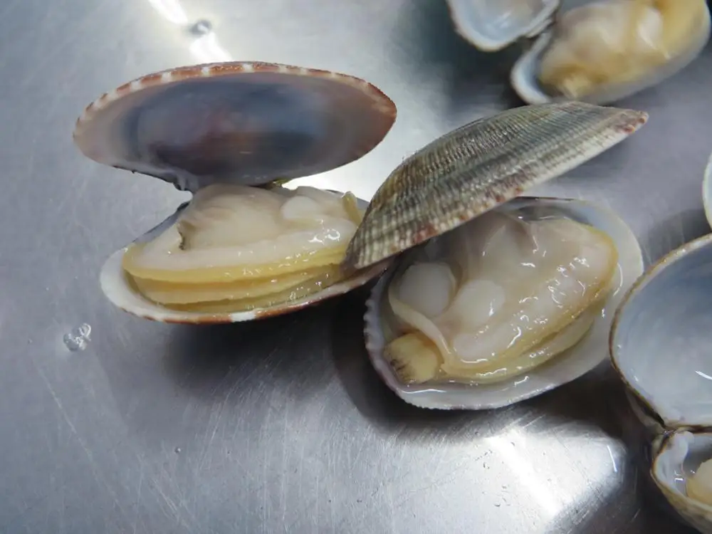 Frozen Clam Meat In Shellfish For Sale Buy Frozen Clam Meat For Sale,Short Neck Clam Meat For
