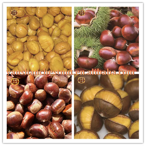 fresh chestnut-2_.jpg