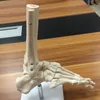 washable life-size human foot joint model with base