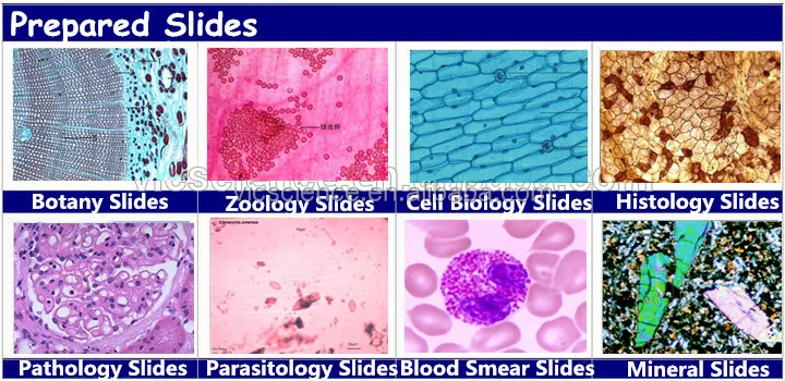 Microscope Prepared Slides Plant And Animal Cell In Different Stage Of  Meiotic Cell Division Slides - Buy Meiotic Cell Division Slides,Different  Stage Of Meiotic Cell Division Slides,Plant And Animal Cell In Different