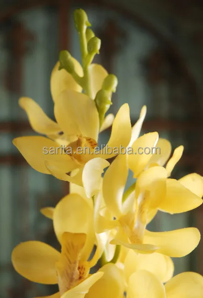 Menakjubkan 16 Bunga  Anggrek  Warna  Kuning  Gambar  Bunga  HD