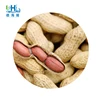 China raw peanut in shell nice groundnut from highly reputed factory for human consumption
