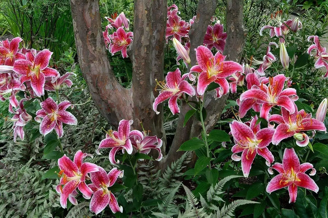 Buy Stargazer Oriental Lily Group of 5 Bulbs Quality