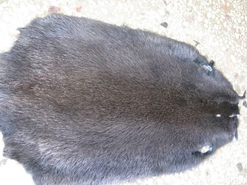 nutria fur