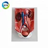 IN-310 Plastic Urinary System Model anatomical model for teaching
