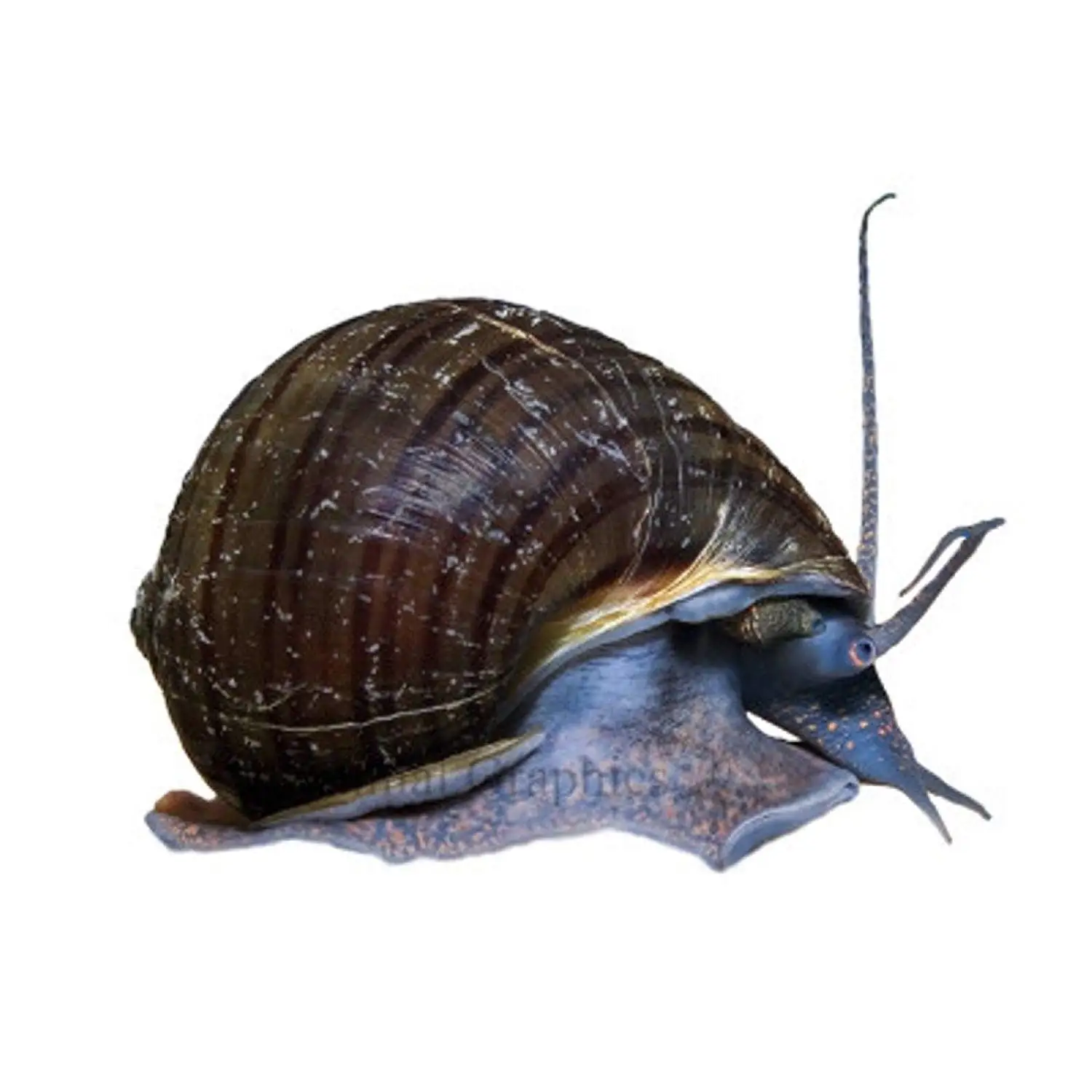 Cheap Helix Snails For Sale, find Helix Snails For Sale deals on line at